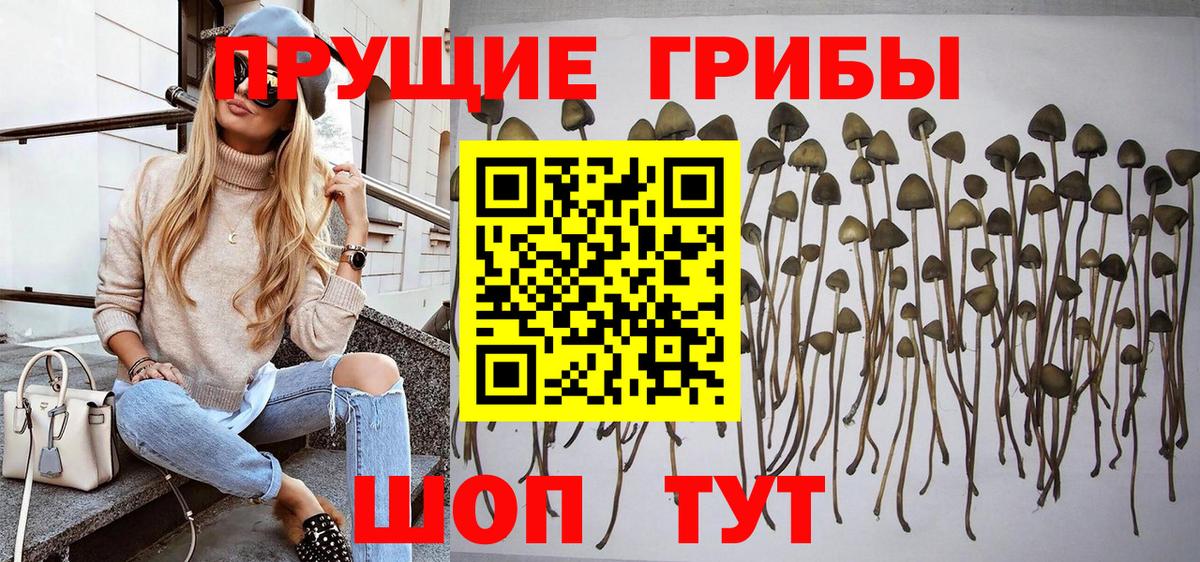 Псилоцибиновые грибы GOLDEN TEACHER Ессентуки