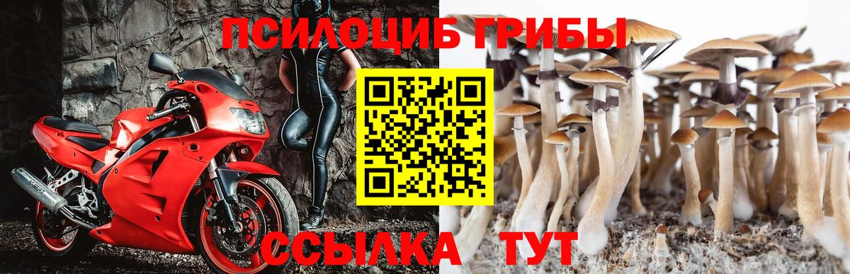 Ессентуки  Галлюциногенные грибы Psilocybine cubensis  Вход с VPN 